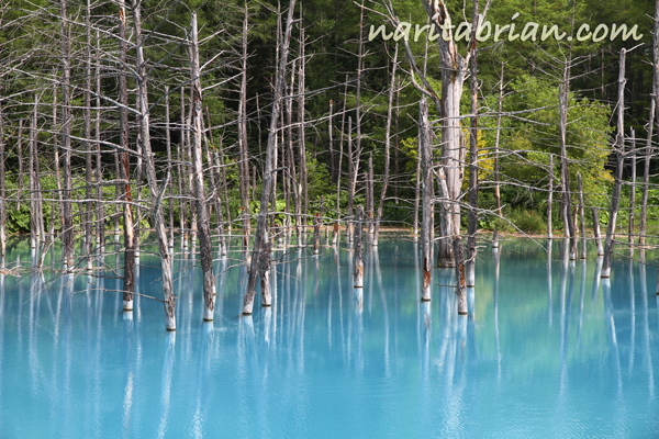 Naritabrian Com Os Mountain Lionリリース記念 青い池をさがしに